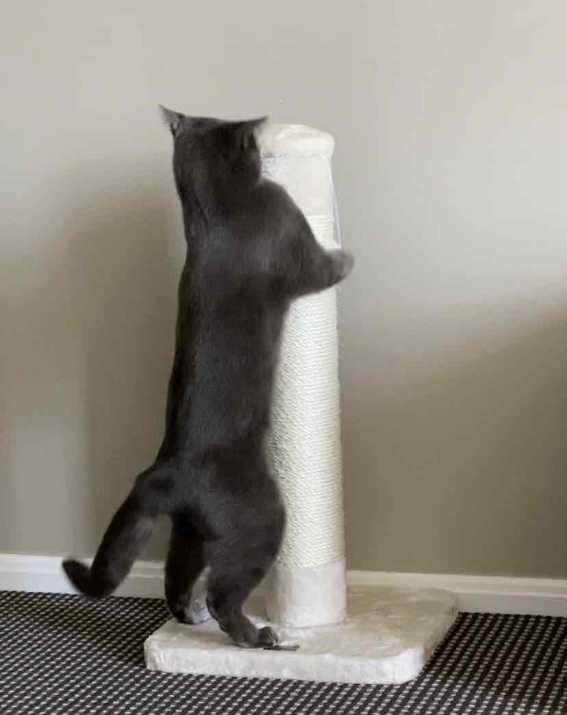 Kazoo Cat Scratching Post Tree Grey And Black Medium With Ball Toy For