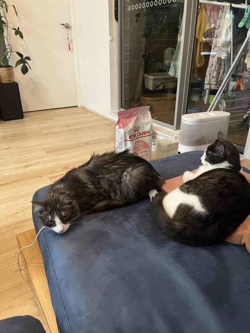 Trouble And Trix Lavender Clumping Scoopable Clay Litter For Cats 7L