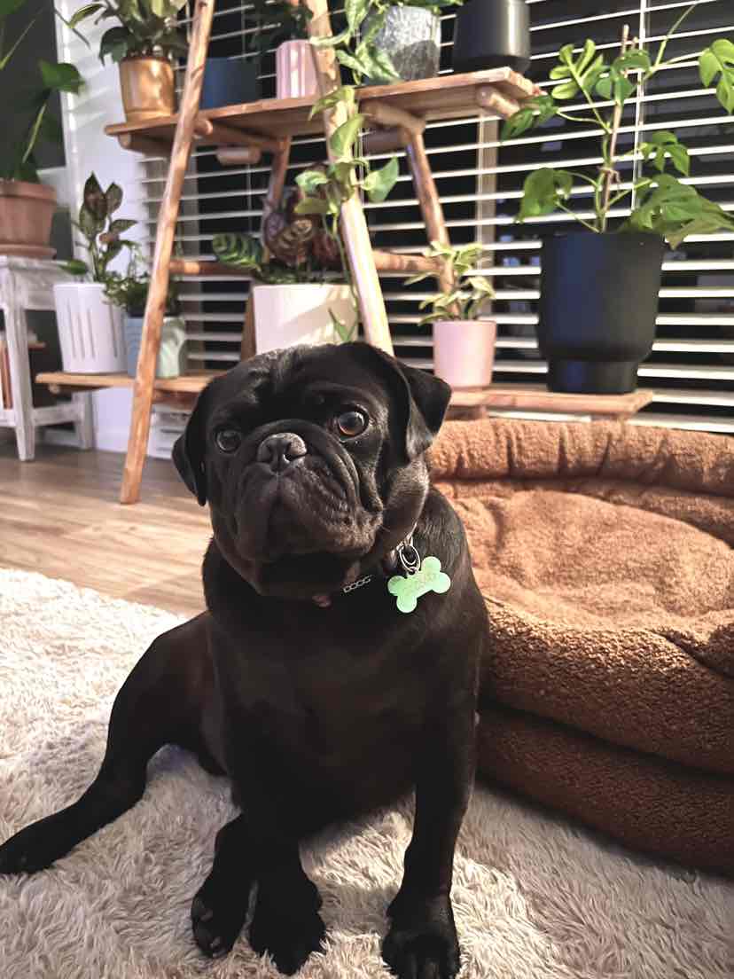 Hills Prescription Diet Canine rd Weight Reduction Chicken Dry Dog Food