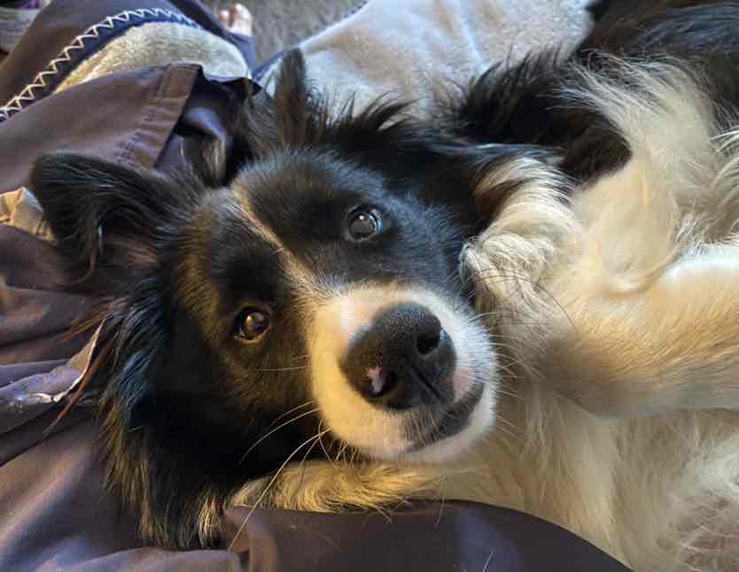 Ivory Coat Grain Free Chicken Puppy All Breeds Dry Dog Food 13kg 114.95