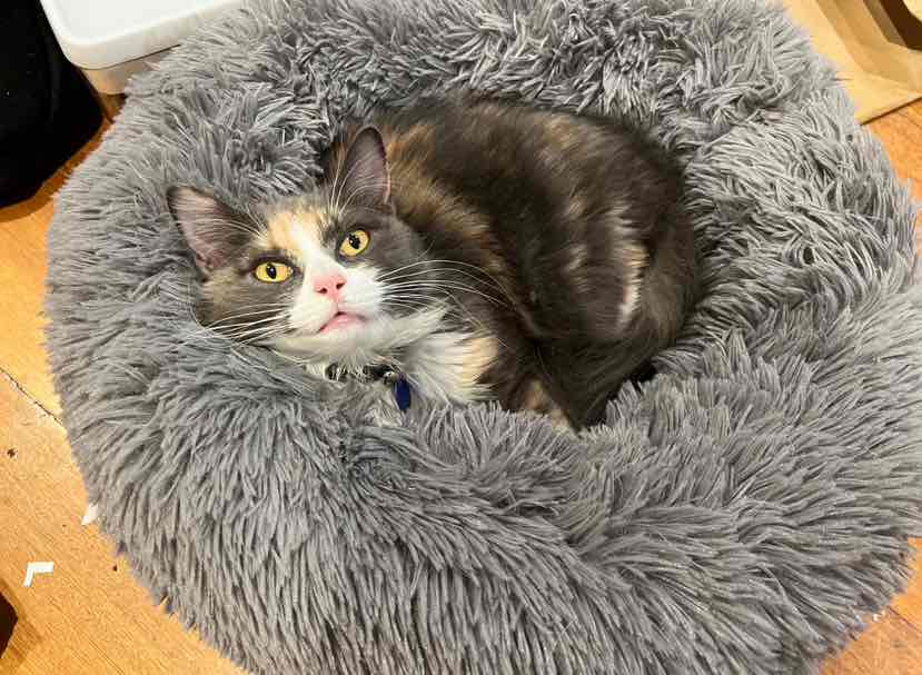 Meals for Meows MfM Kitten Single Meat Protein Grain Free Goat Dry Cat