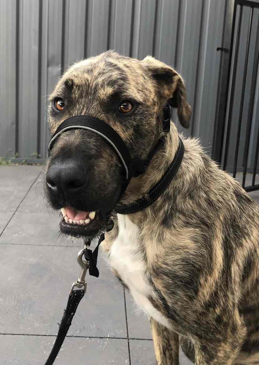 Hills Science Diet Oral Care Chicken Rice And Barley Recipe Adult Dry