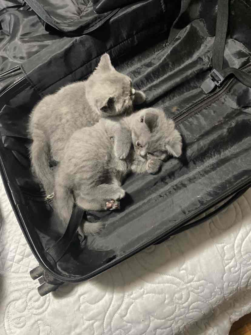 Revolution plus for clearance cats review