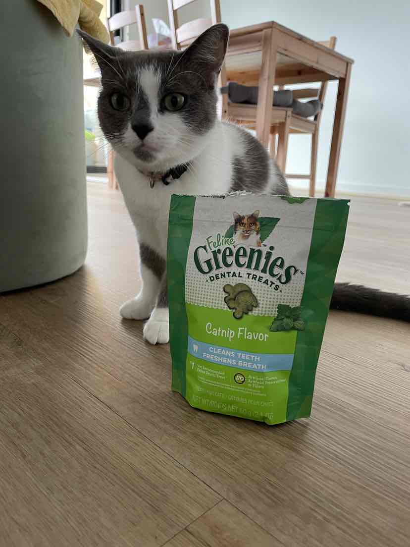 Greenies catnip dental on sale treats