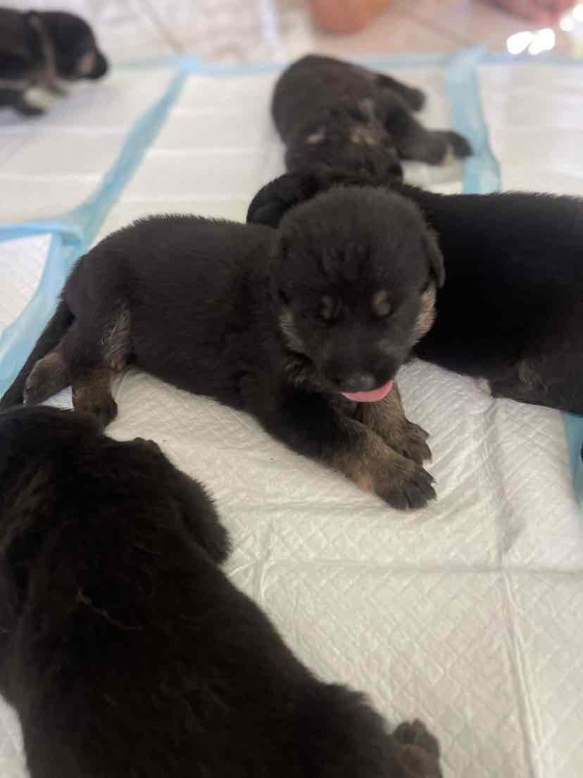 Meals For Mutts MfM Kangaroo And Lamb Adult Dry Dog Food 20kg 145.66