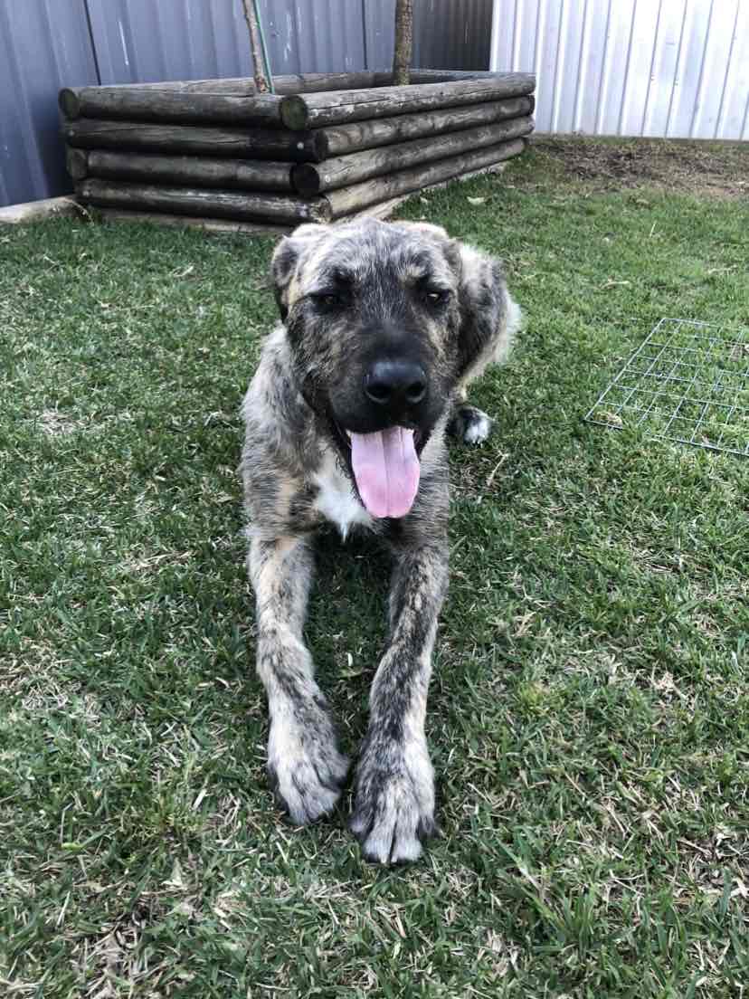 Hills Science Diet Oral Care Chicken Rice And Barley Recipe Adult Dry