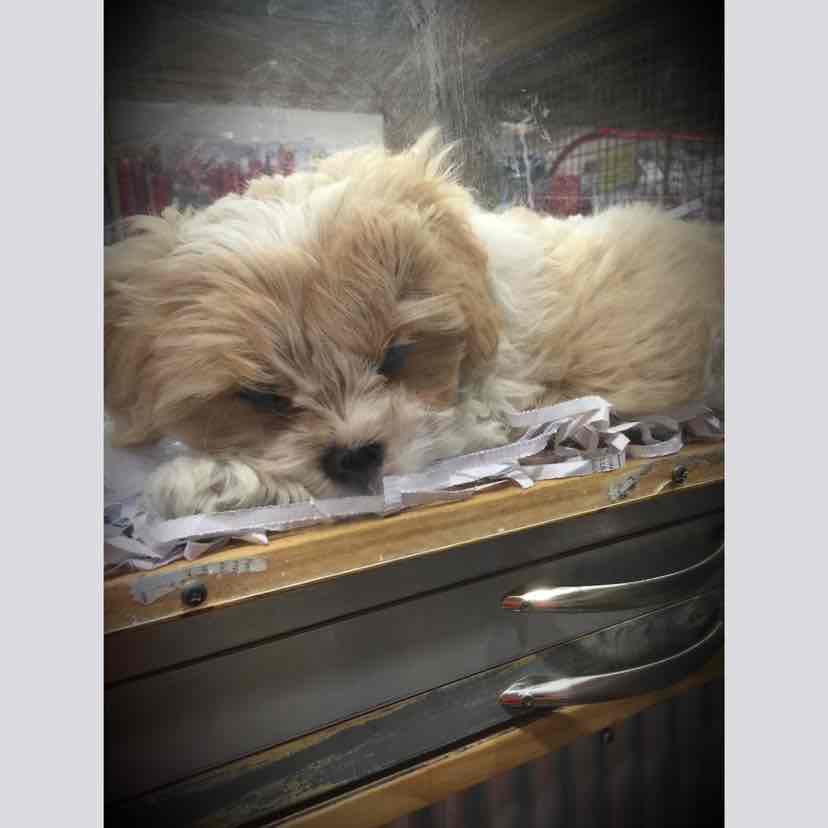 Meals For Mutts MfM Kangaroo And Lamb Adult Dry Dog Food 20kg 145.66