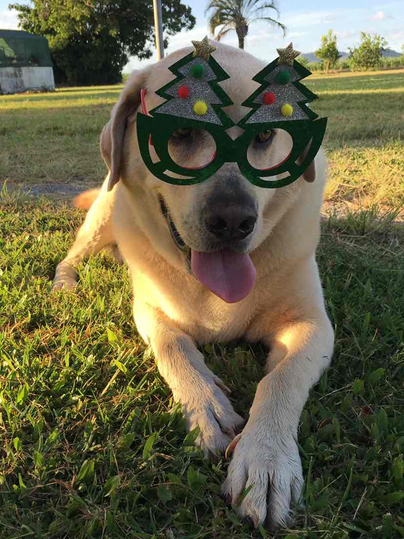 Meals For Mutts MfM Kangaroo And Lamb Adult Dry Dog Food 20kg 130.95