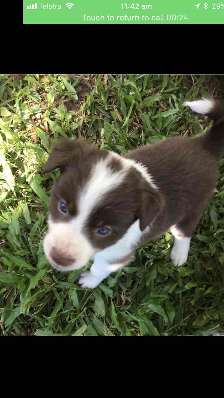 Meals For Mutts MfM Kangaroo And Lamb Adult Dry Dog Food 20kg 130.95