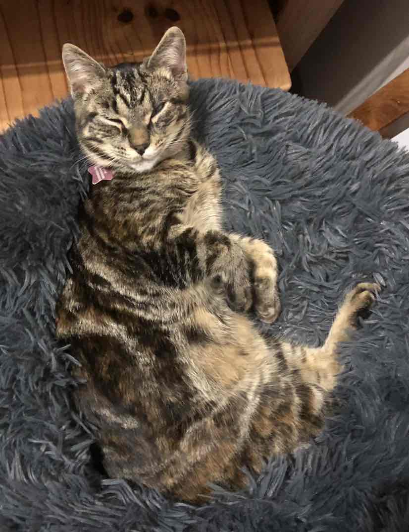 Hills Science Diet Oral Care Chicken Recipe Adult Dry Cat Food 4kg