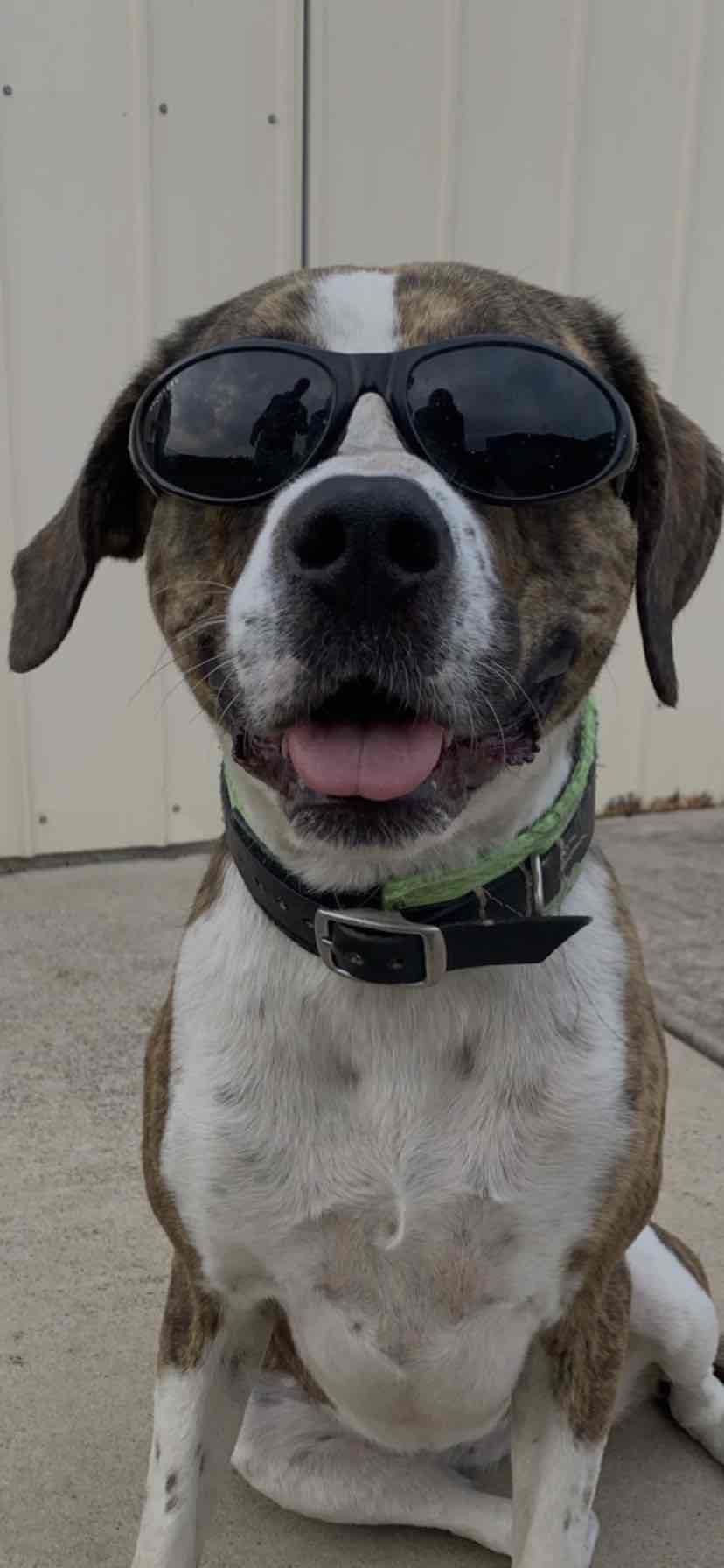 Dentipet Chicken Toothpaste With Finger Toothbrush For Dental Teeth ...