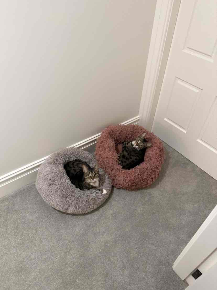 Cats Best Original Wood Plant Fibre Clumping Litter 30L/13kg 83.00