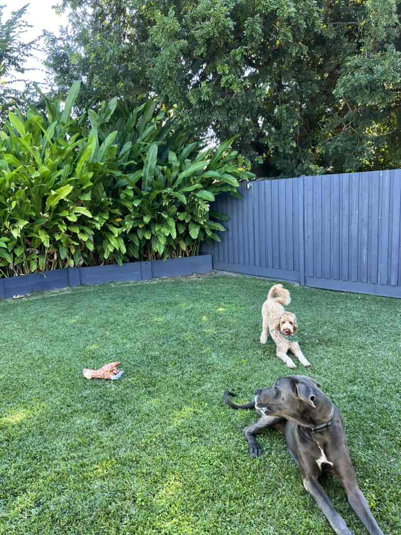 Kleo Ear Cleaner For Dogs 100ml 14.88