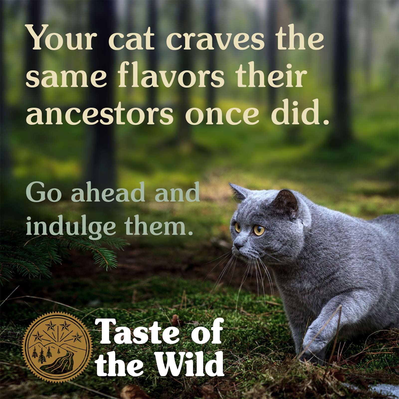 taste of the wild venison cat