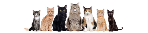 Range of different cats ranging from kittens to senior cats