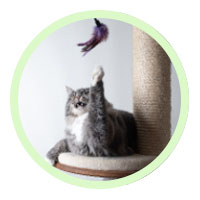 Cat laying on a cat scratcher while playing with a feather