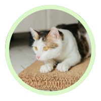 Cat laying on a cardboard recycled cat scratcher