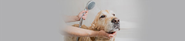 Dog being washed in the bath by a person