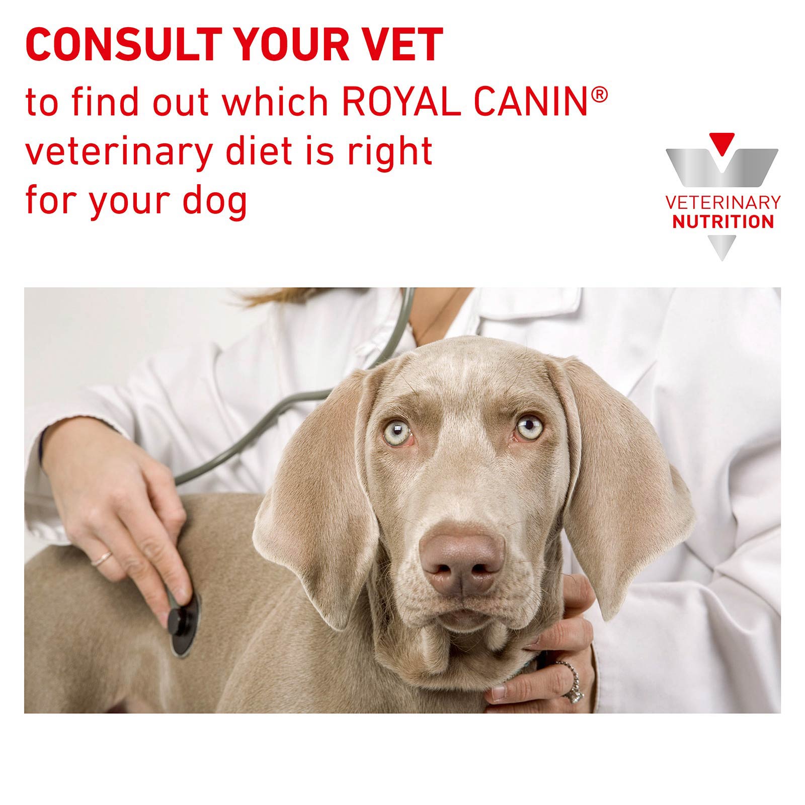 royal canin renal select canine