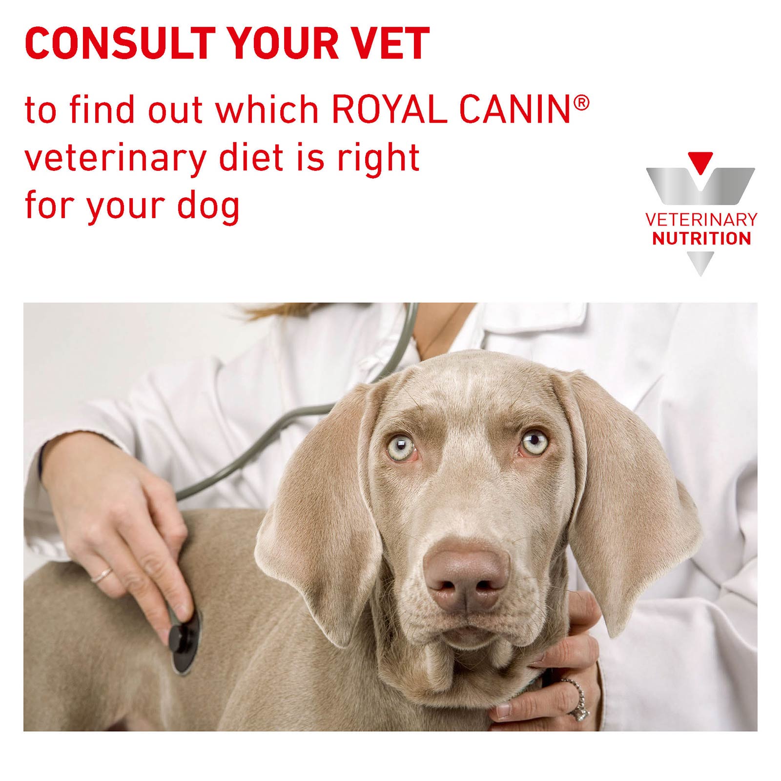 royal canin diabetic special dog food