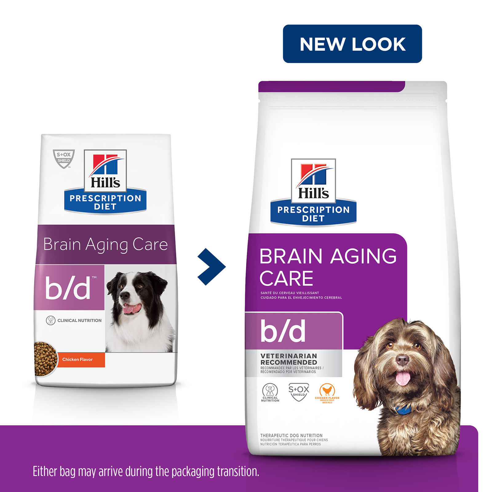 hills brain aging care dog food