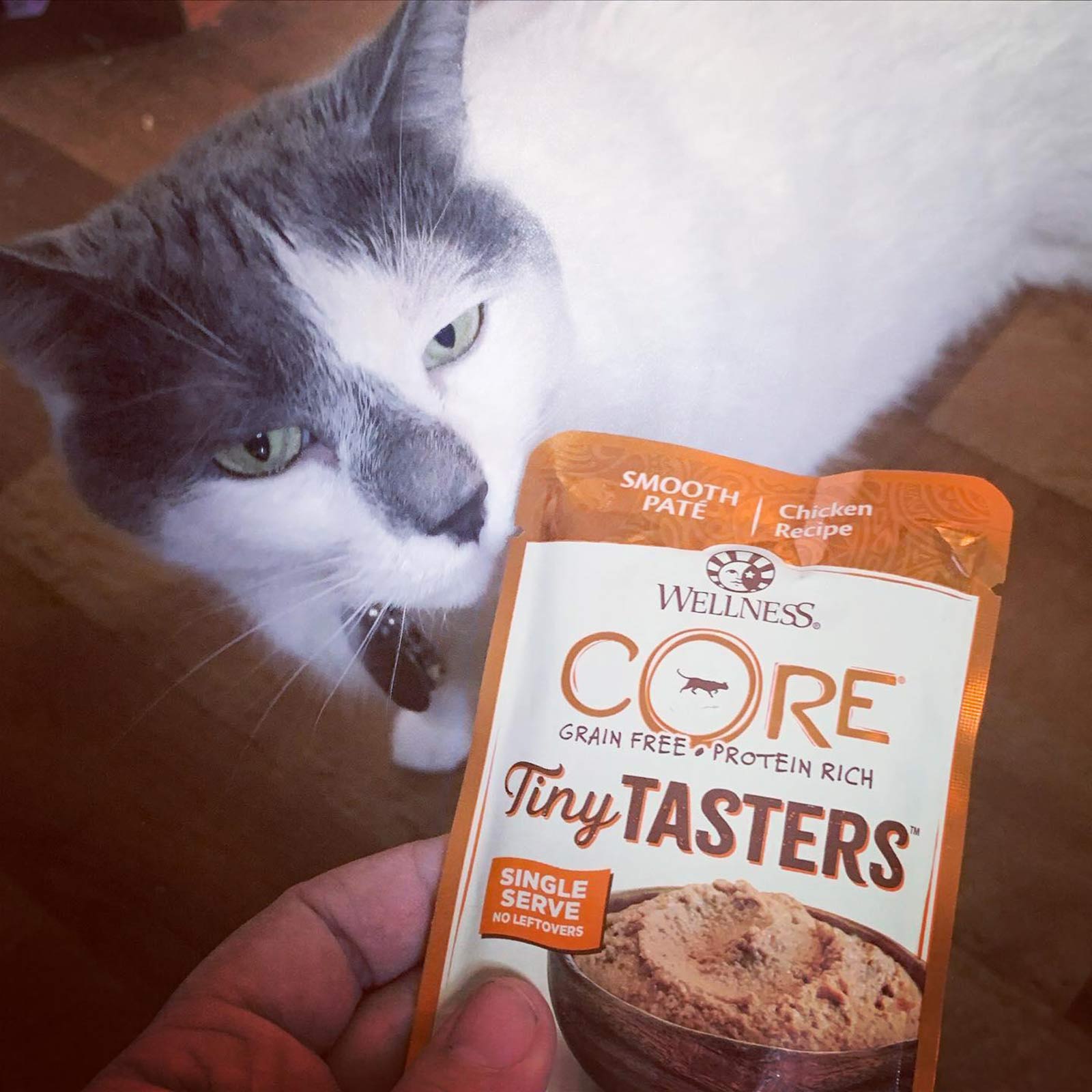 wellness core cat food pate