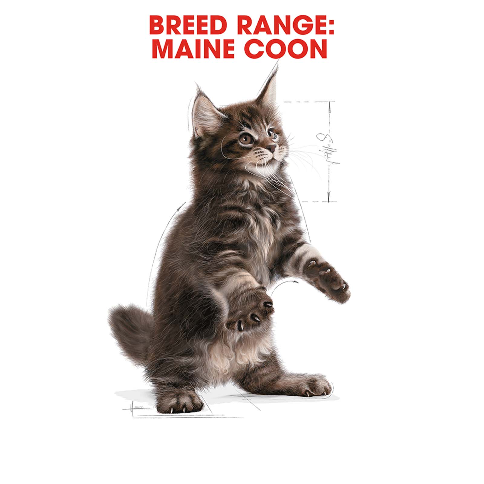 royal canin maine coon kitten dry cat food