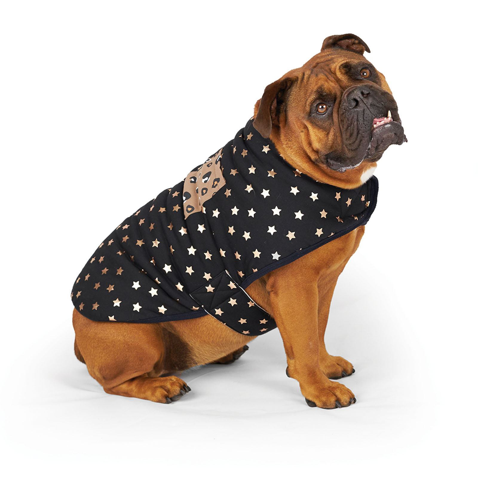 xxsmall dog coat