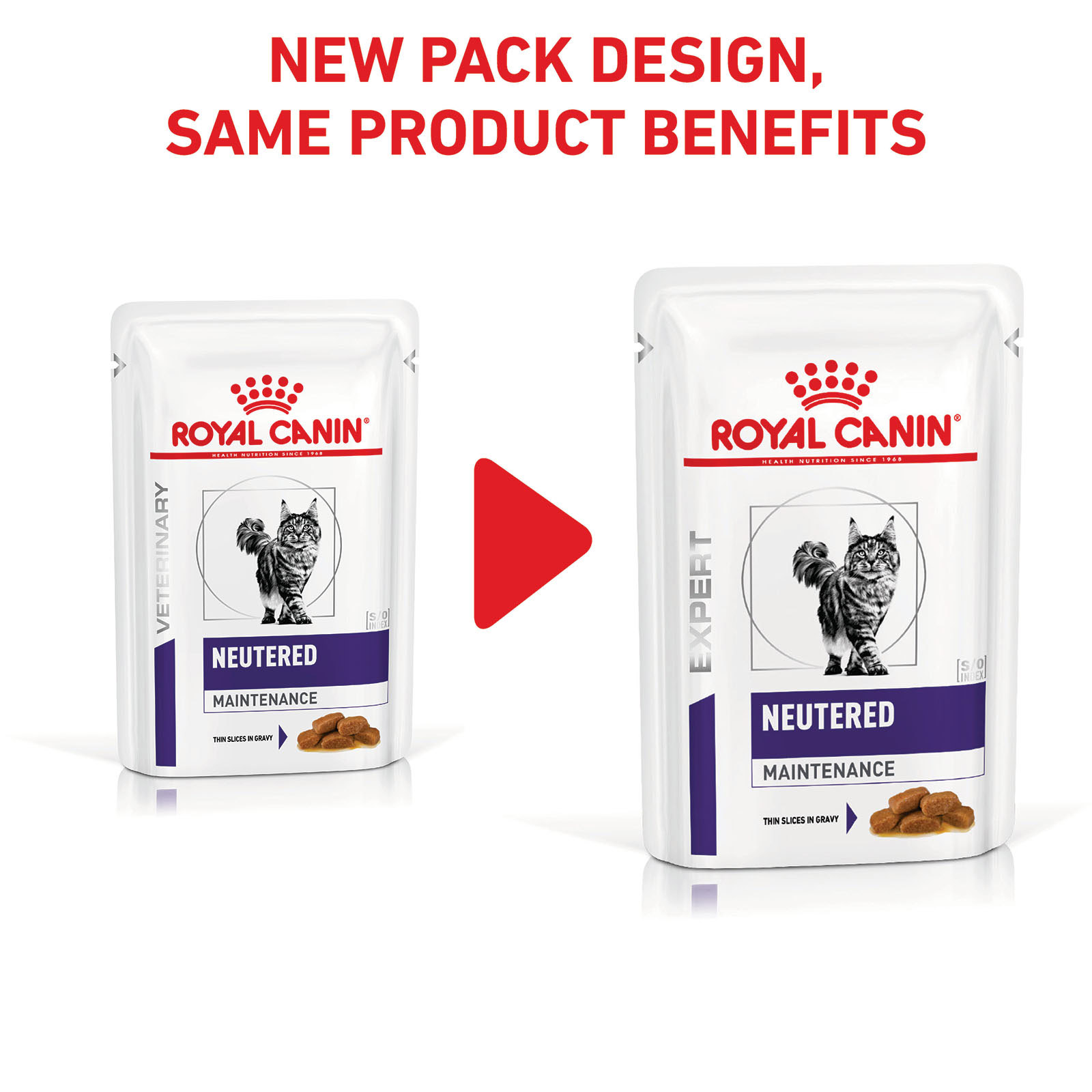 royal canin maintenance cat food